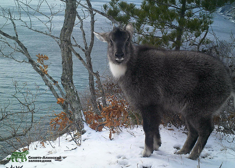 Амурский горал фото животного