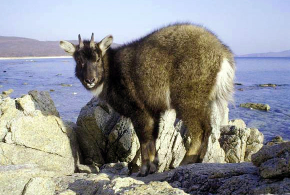 Фото и описание амурский горал