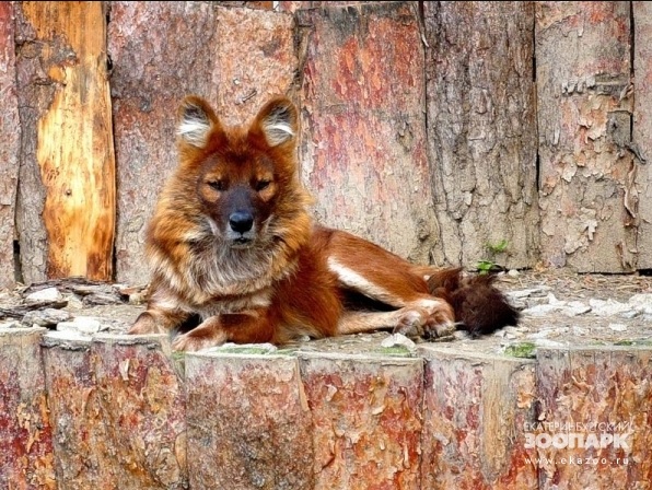 Фото красного волка из красной книги россии фото